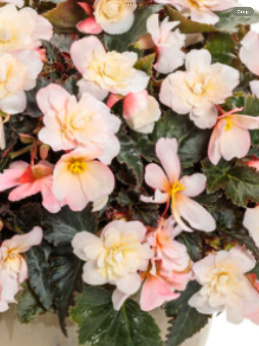 Begonia Double Delight Appleblossom - View 6 from www redcrocus com