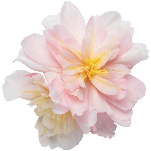 Begonia Double Delight Appleblossom - View 7 from www redcrocus com