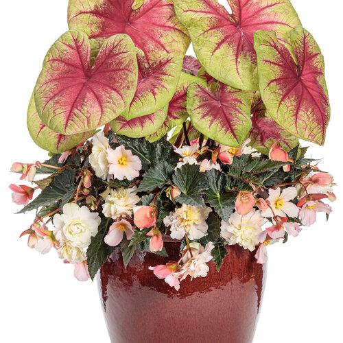 Begonia Double Delight Appleblossom - View 8 from www redcrocus com