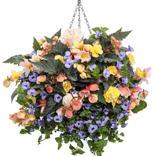 Begonia Double Delight Appleblossom - View 9 from www redcrocus com