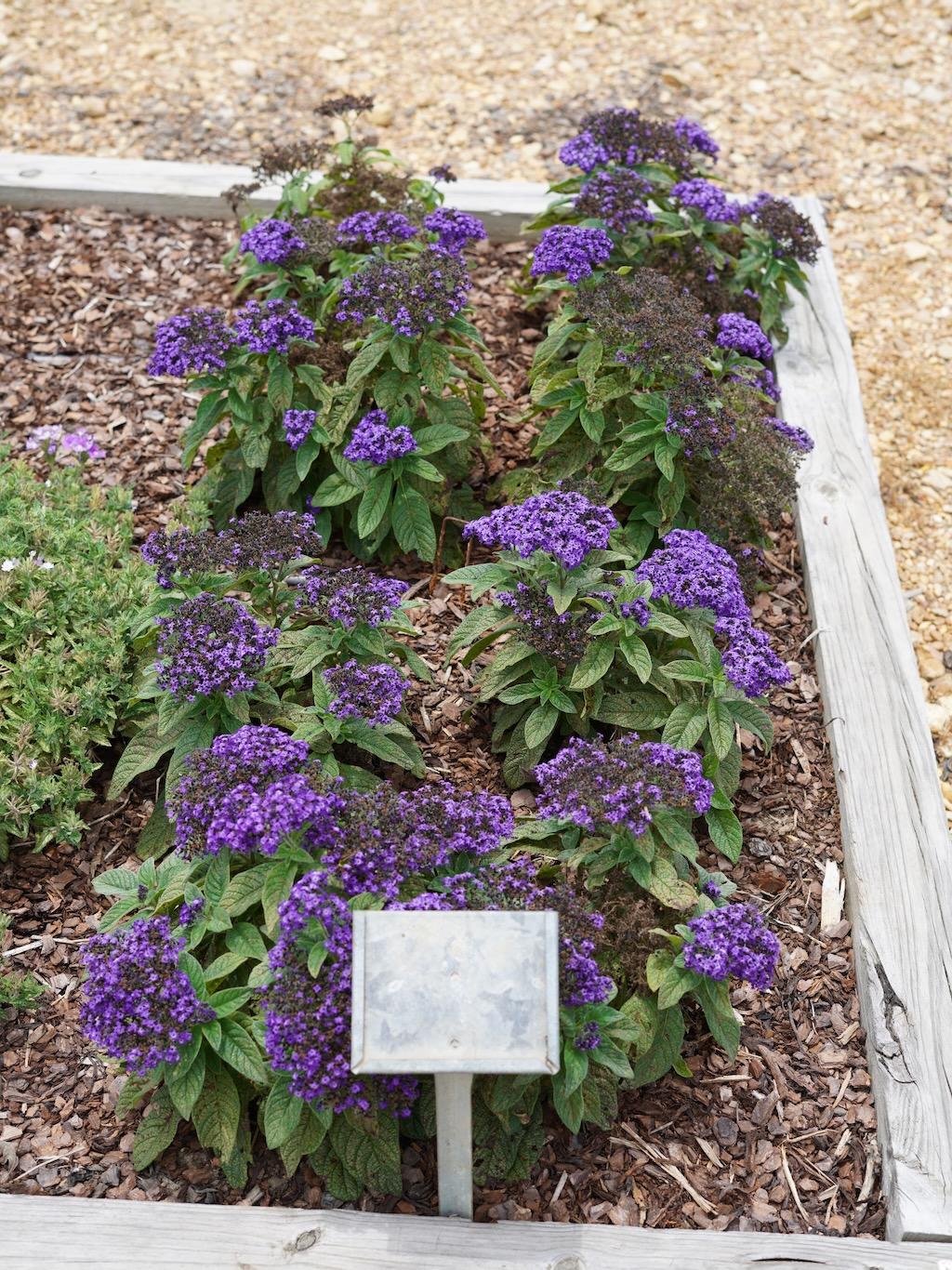 Heliotrope Aromagica Purple - View 11 from www redcrocus com