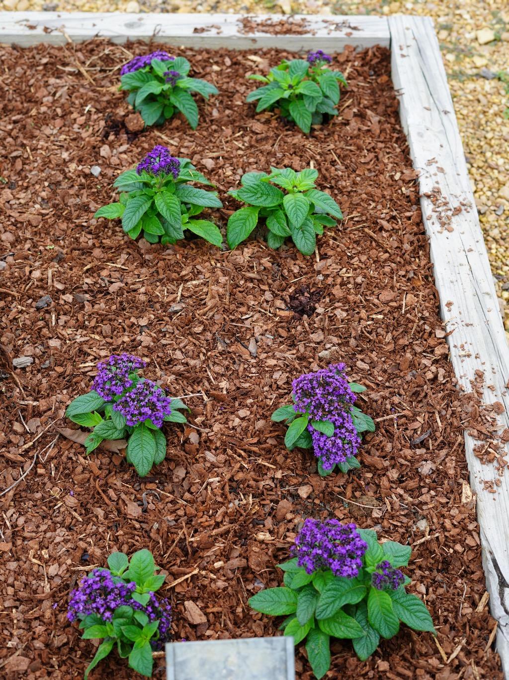 Heliotrope Aromagica Purple - View 12 from www redcrocus com