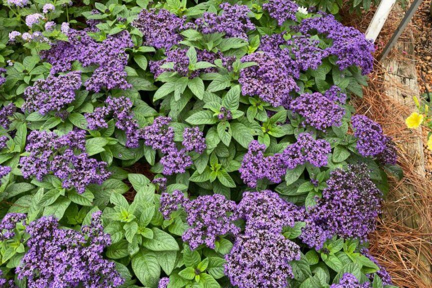 Heliotrope Aromagica Purple - View 13 from www redcrocus com