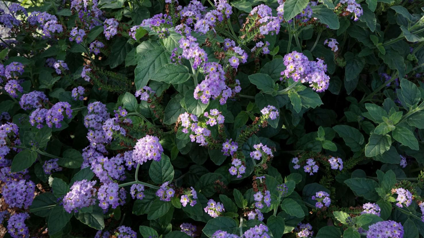 Heliotrope Aromagica Purple - View 14 from www redcrocus com
