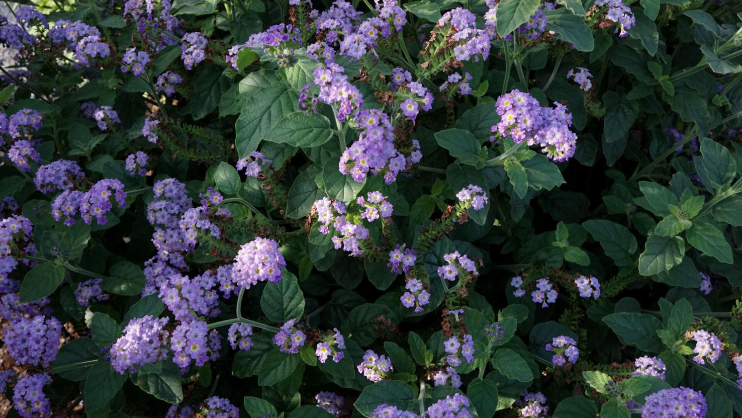 Heliotrope Aromagica Purple - View 14 from www redcrocus com