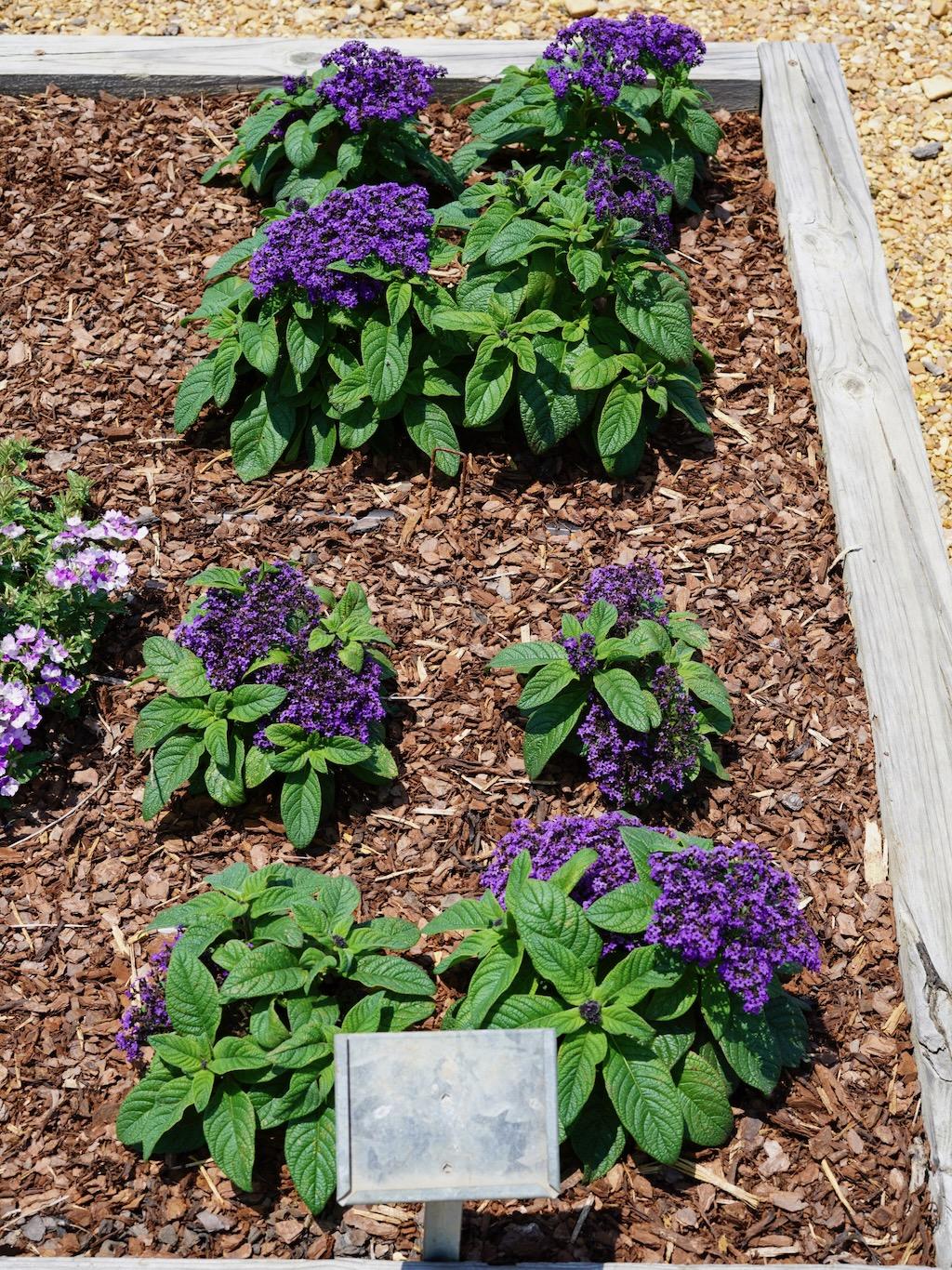 Heliotrope Aromagica Purple - View 17 from www redcrocus com