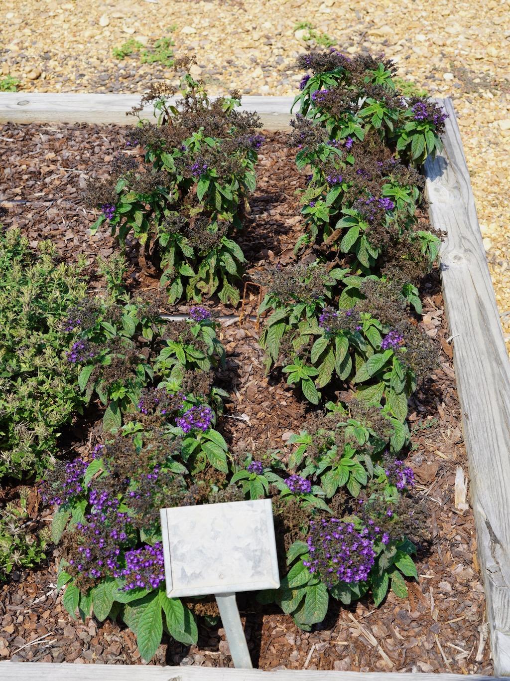Heliotrope Aromagica Purple - View 18 from www redcrocus com