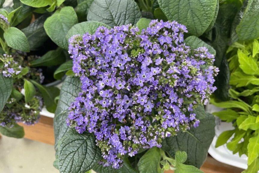 Heliotrope Aromagica Purple - View 19 from www redcrocus com