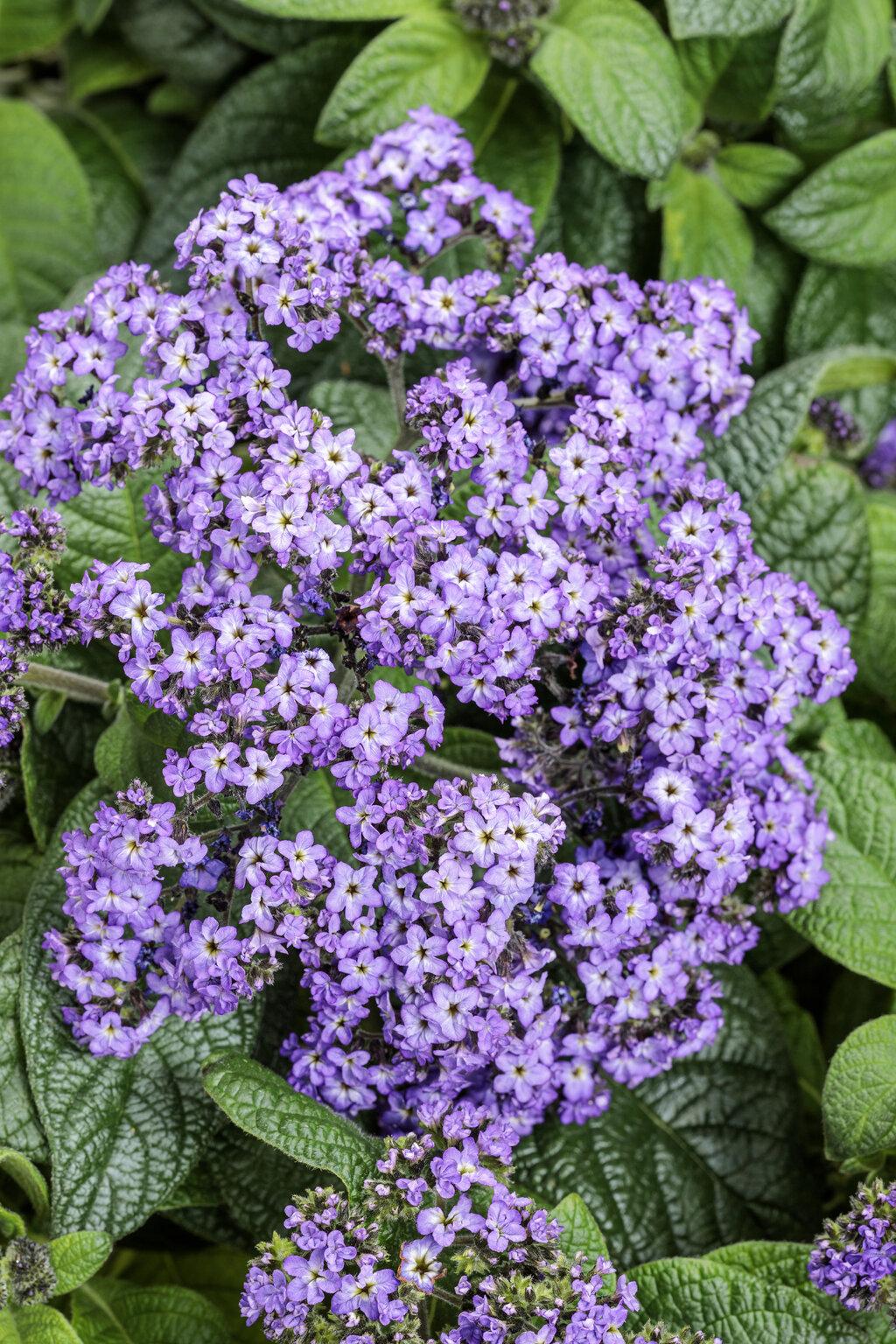 Heliotrope Aromagica Purple - View 1 from www redcrocus com
