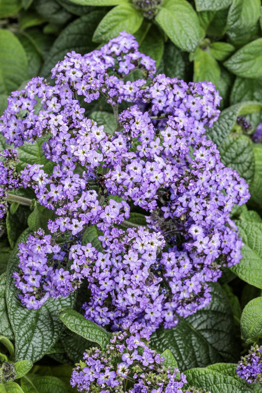 Heliotrope Aromagica Purple - View 1 from www redcrocus com