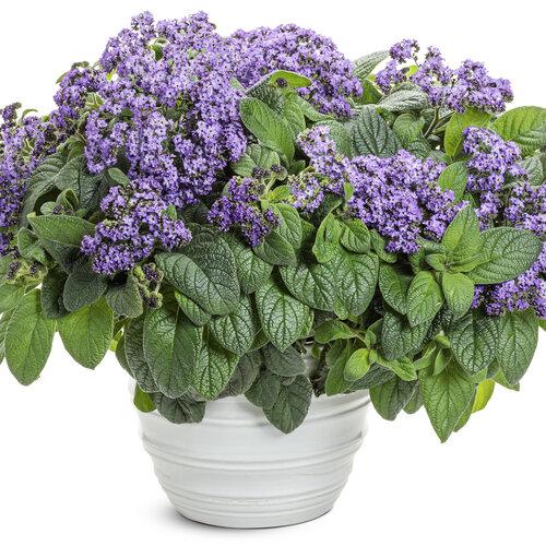 Heliotrope Aromagica Purple - View 2 from www redcrocus com