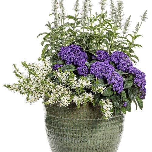 Heliotrope Aromagica Purple - View 3 from www redcrocus com