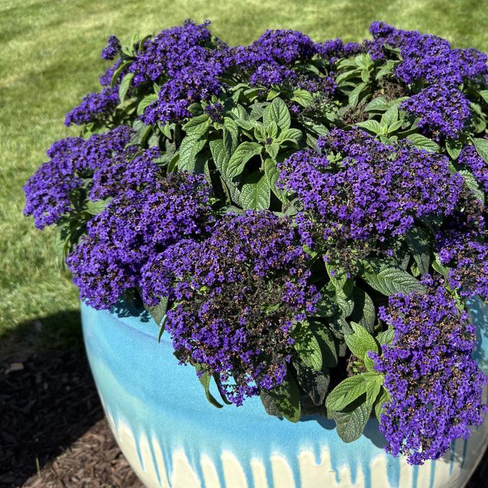 Heliotrope Aromagica Purple - View 4 from www redcrocus com