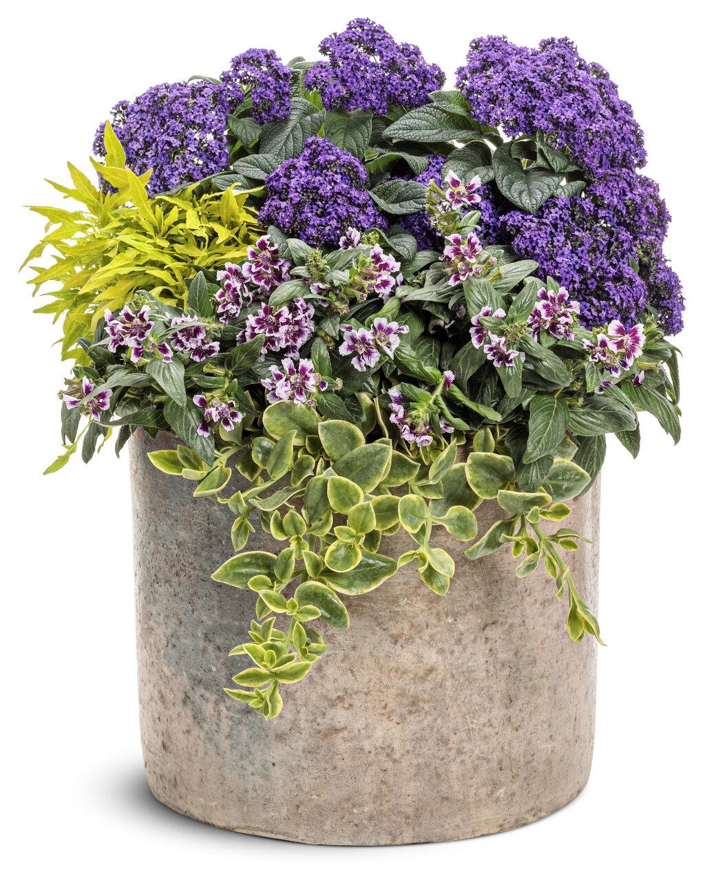 Heliotrope Aromagica Purple - View 5 from www redcrocus com