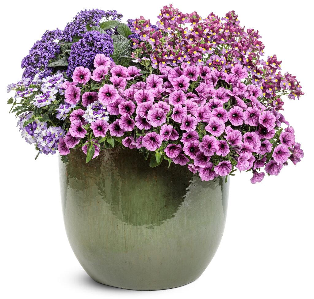 Heliotrope Aromagica Purple - View 6 from www redcrocus com