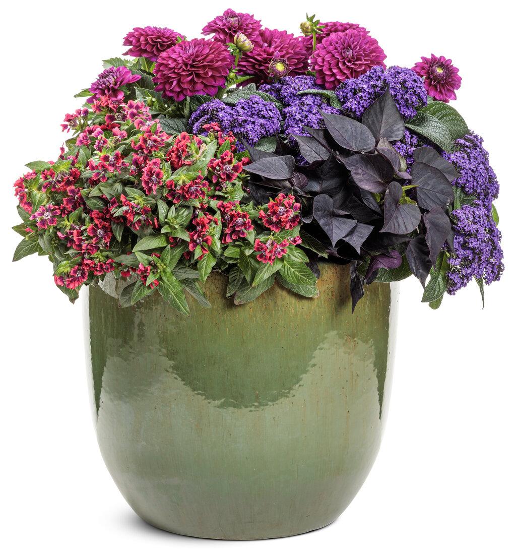 Heliotrope Aromagica Purple - View 7 from www redcrocus com