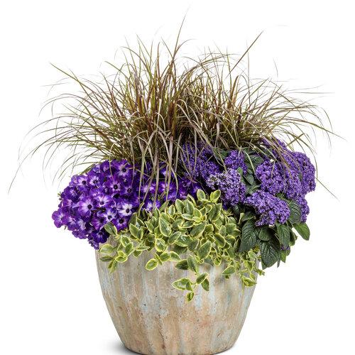 Heliotrope Aromagica Purple - View 8 from www redcrocus com