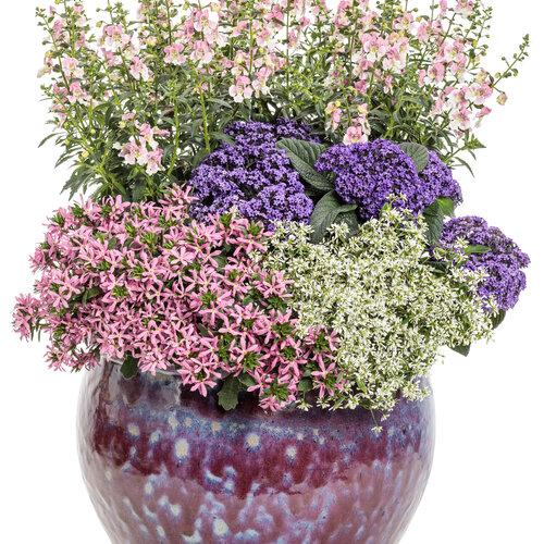 Heliotrope Aromagica Purple - View 9 from www redcrocus com