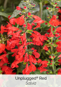 Salvia Unplugged Red - View 10 from www redcrocus com