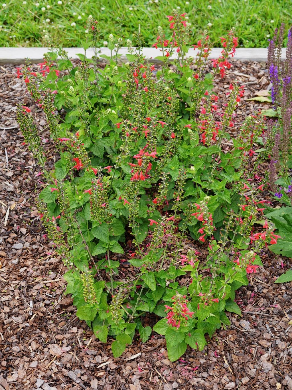 Salvia Unplugged Red - View 11 from www redcrocus com