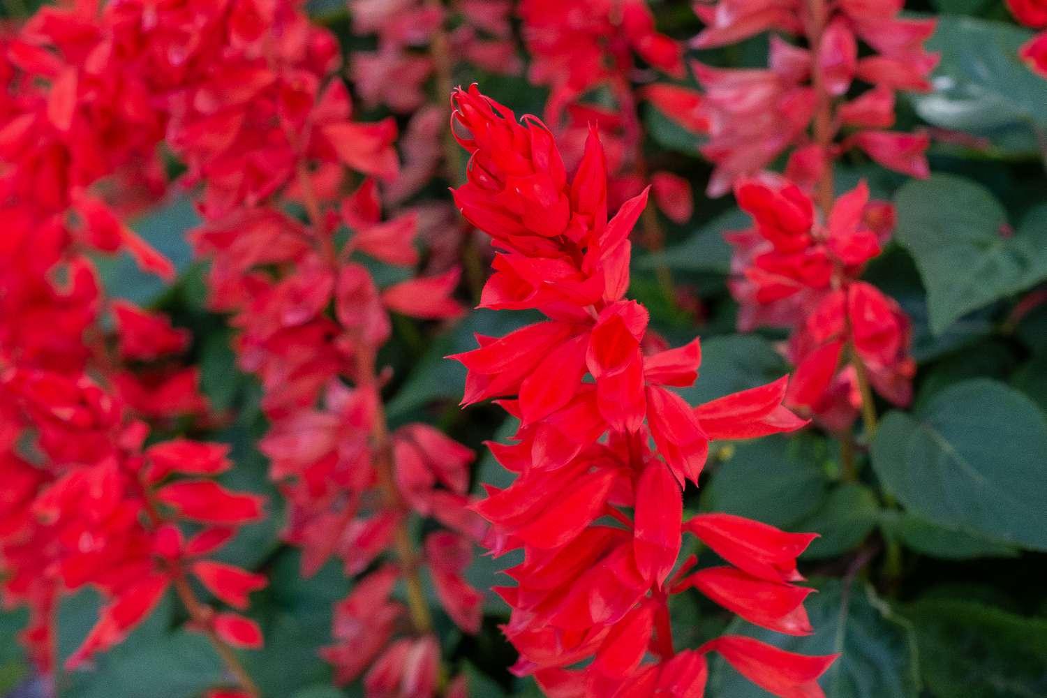 Salvia Unplugged Red - View 12 from www redcrocus com