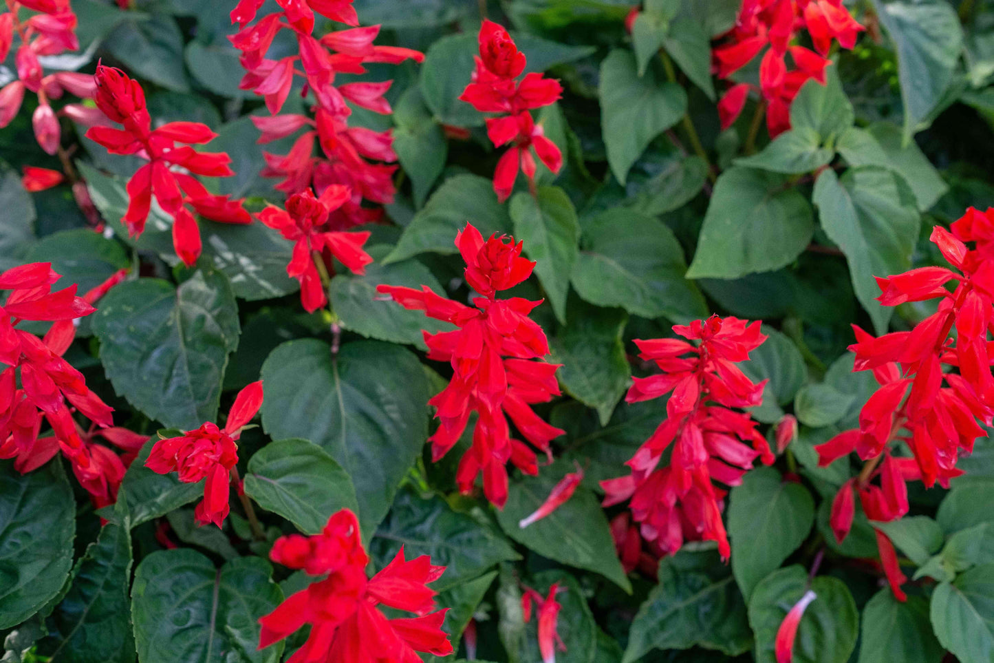 Salvia Unplugged Red - View 13 from www redcrocus com