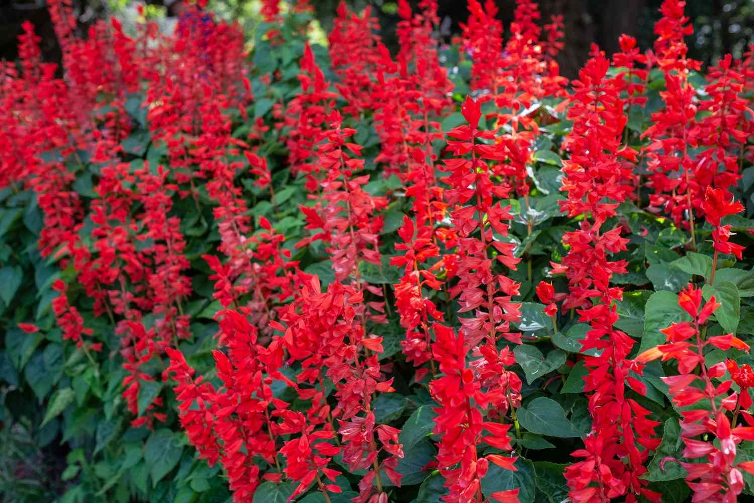 Salvia Unplugged Red - View 16 from www redcrocus com