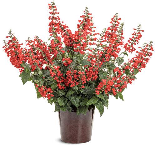 Salvia Unplugged Red - View 2 from www redcrocus com