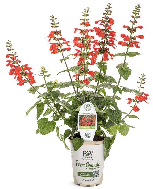 Salvia Unplugged Red - View 3 from www redcrocus com