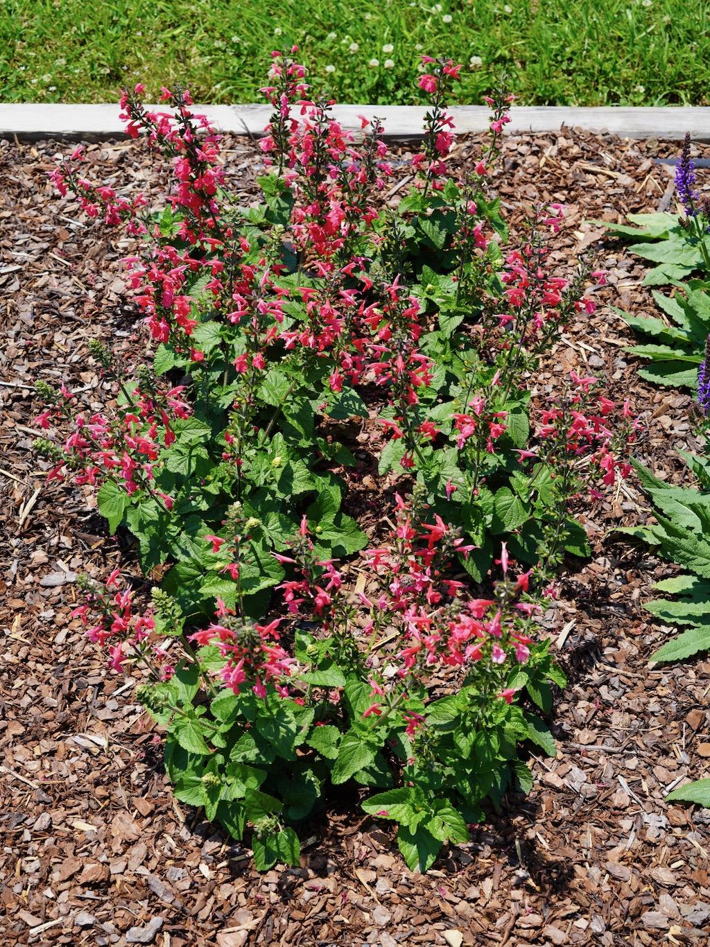 Salvia Unplugged Red - View 4 from www redcrocus com
