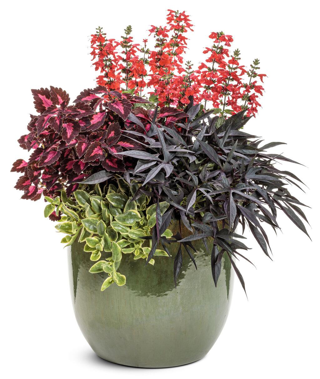 Salvia Unplugged Red - View 5 from www redcrocus com