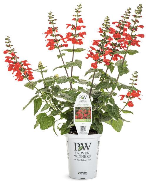 Salvia Unplugged Red - View 6 from www redcrocus com