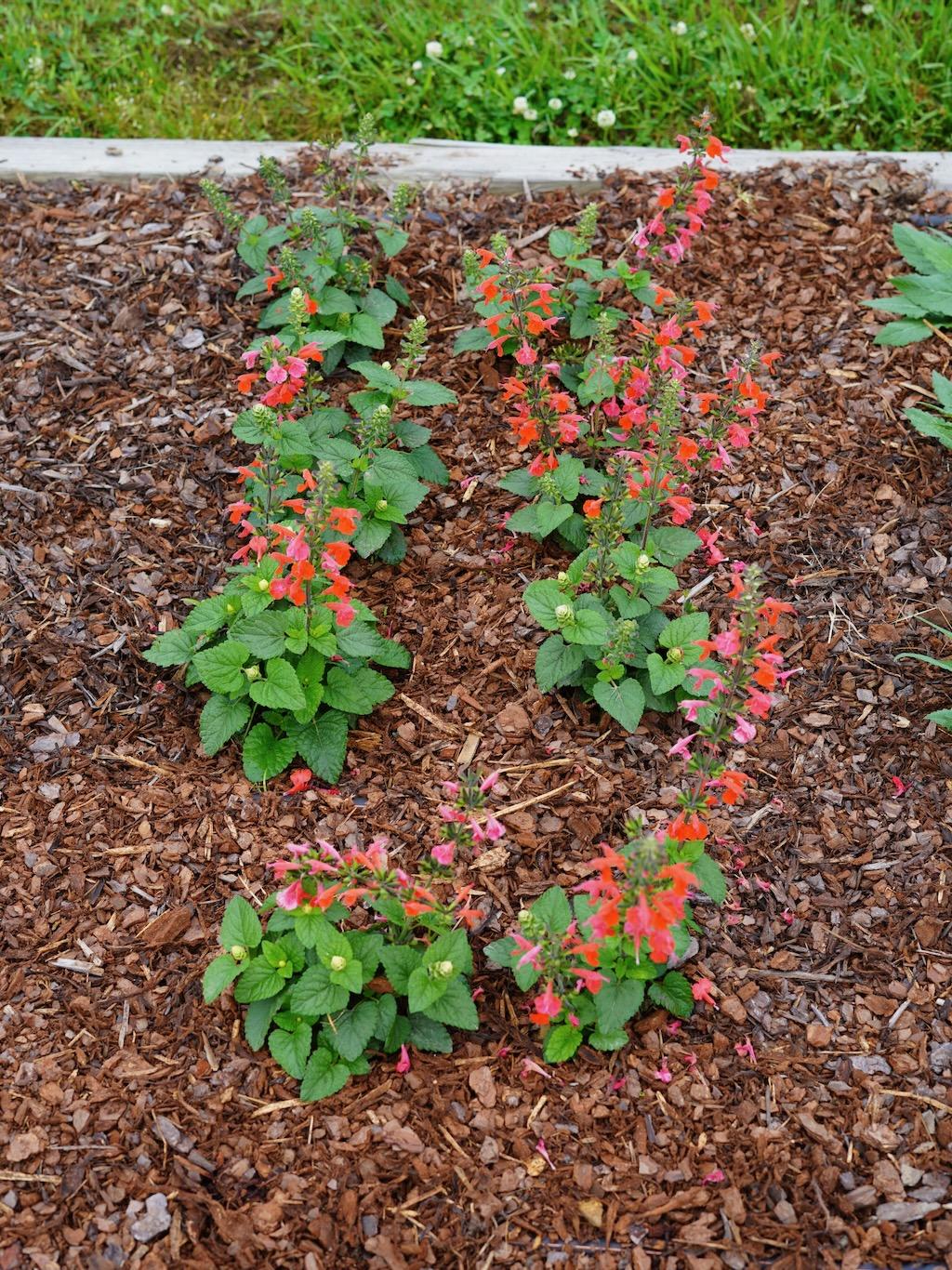 Salvia Unplugged Red - View 7 from www redcrocus com