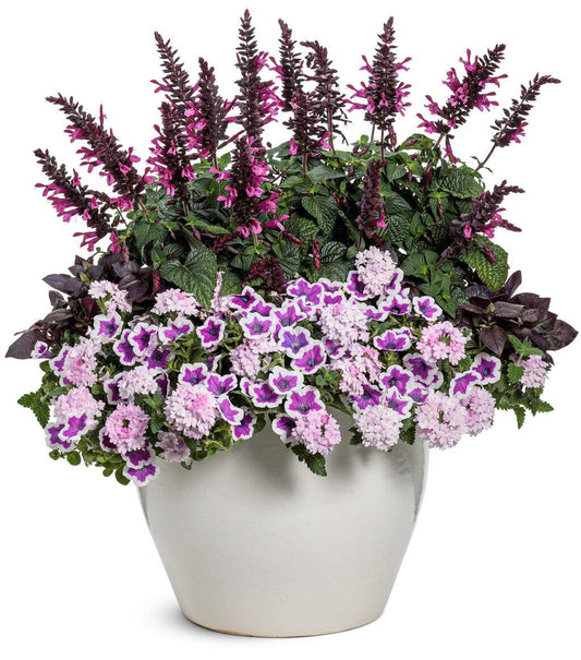 Petunia 'supertunia Hoopla Vivid Orchid' - View 33 from www redcrocus com