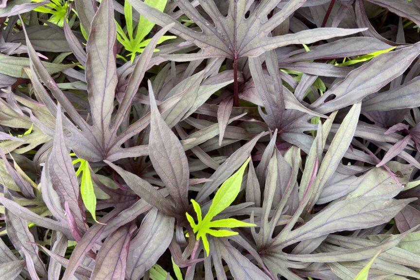 Ipomoea 'sweet Caroline Medusa Black' - View 11 from www redcrocus com