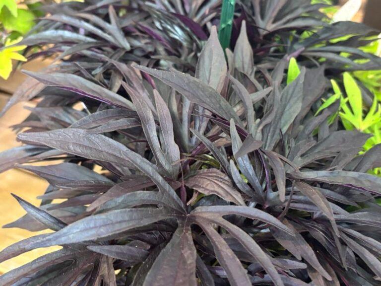 Ipomoea 'sweet Caroline Medusa Black' - View 13 from www redcrocus com