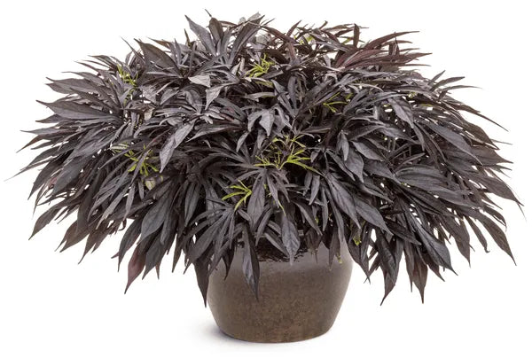 Ipomoea 'sweet Caroline Medusa Black' - View 14 from www redcrocus com