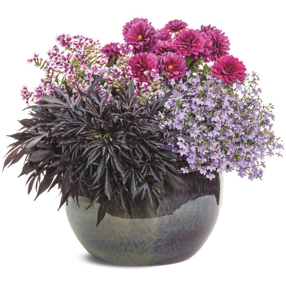 Ipomoea 'sweet Caroline Medusa Black' - View 16 from www redcrocus com