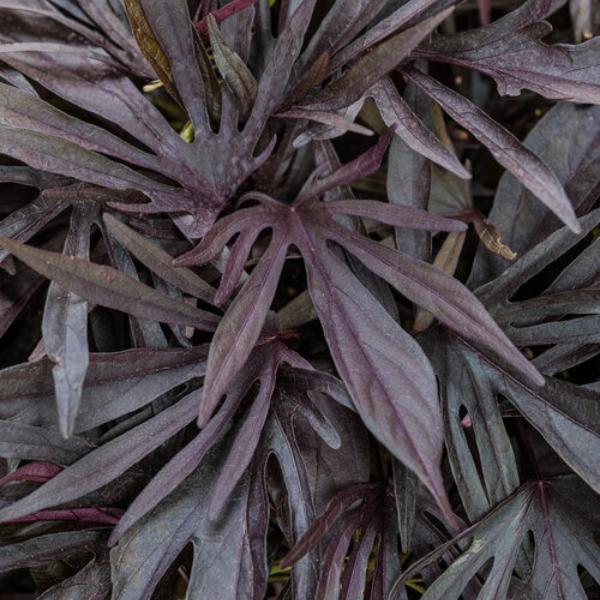Ipomoea 'sweet Caroline Medusa Black' - View 18 from www redcrocus com