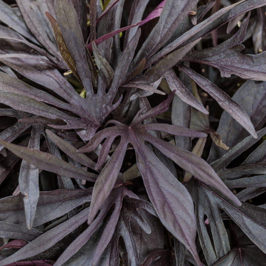 Ipomoea 'sweet Caroline Medusa Black' - View 19 from www redcrocus com