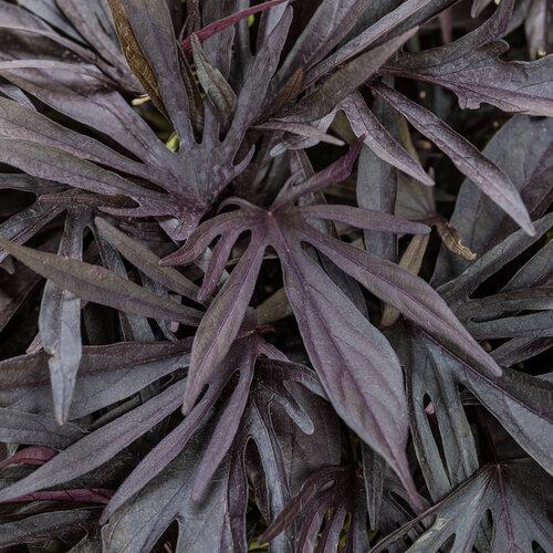 Ipomoea 'sweet Caroline Medusa Black' - View 1 from www redcrocus com