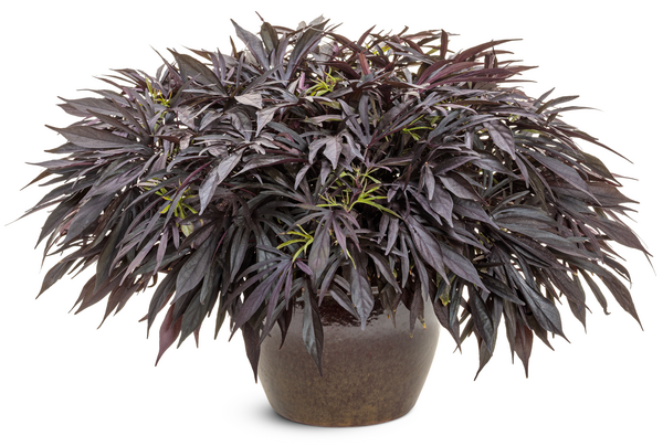 Ipomoea 'sweet Caroline Medusa Black' - View 22 from www redcrocus com