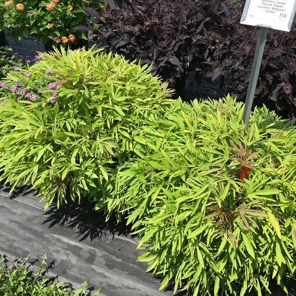 Ipomoea 'sweet Caroline Medusa Black' - View 24 from www redcrocus com