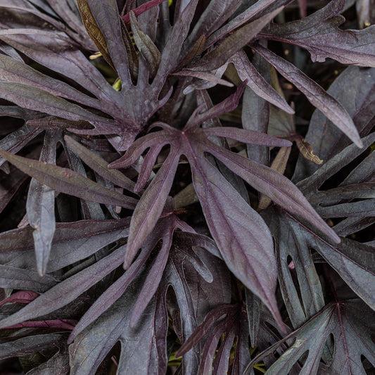 Ipomoea 'sweet Caroline Medusa Black' - View 25 from www redcrocus com