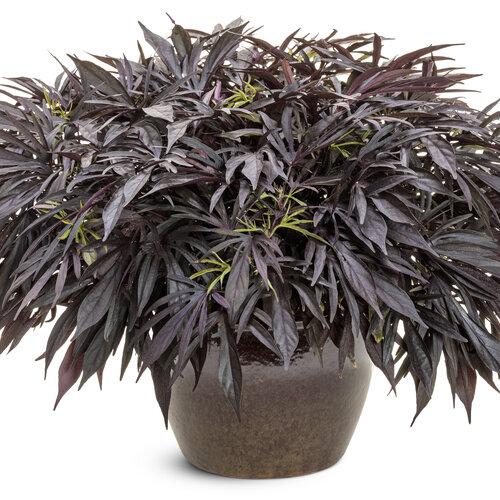 Ipomoea 'sweet Caroline Medusa Black' - View 2 from www redcrocus com