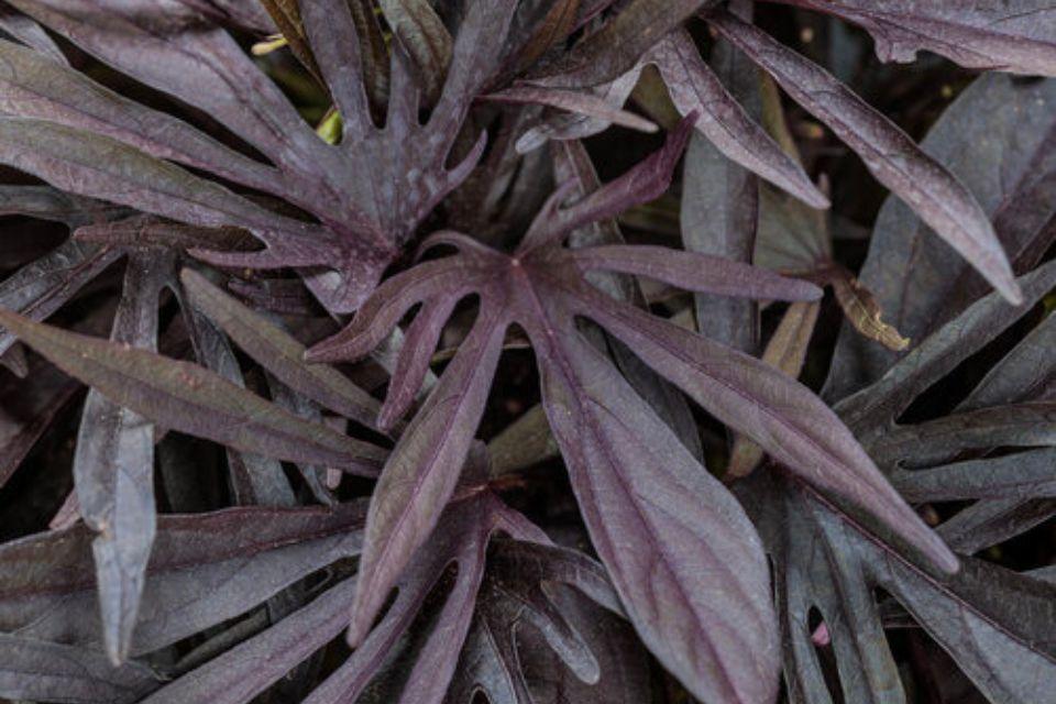 Ipomoea 'sweet Caroline Medusa Black' - View 30 from www redcrocus com
