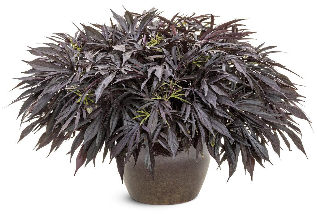 Ipomoea 'sweet Caroline Medusa Black' - View 3 from www redcrocus com