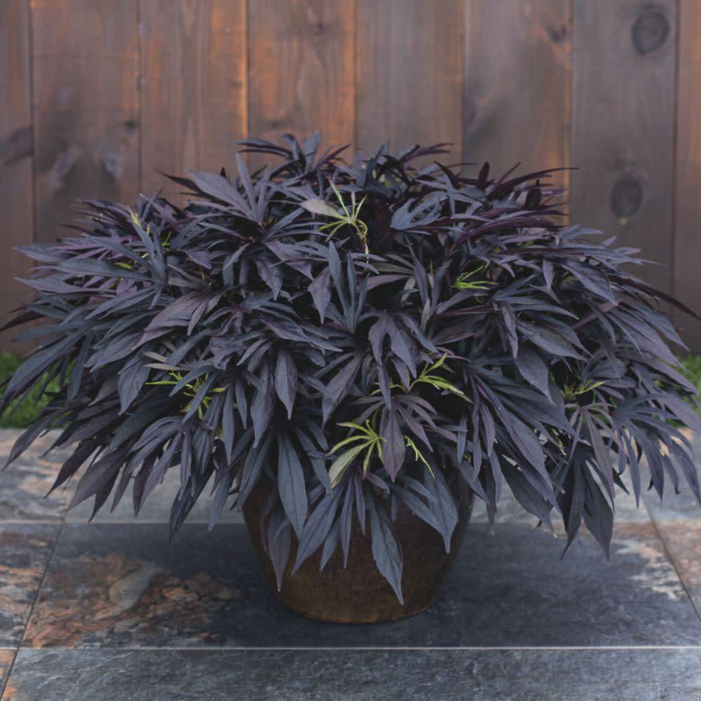 Ipomoea 'sweet Caroline Medusa Black' - View 7 from www redcrocus com