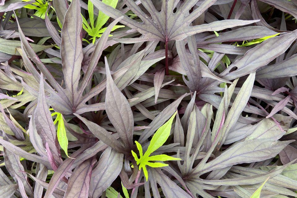 Ipomoea 'sweet Caroline Medusa Black' - View 8 from www redcrocus com