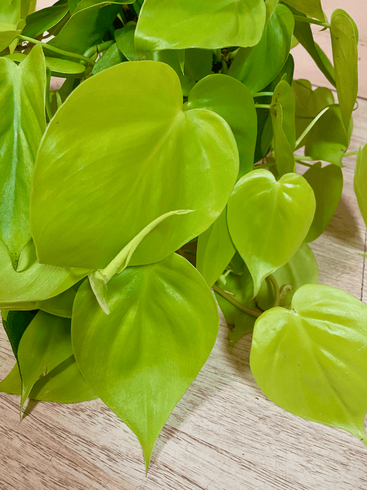 Philodendron Cordatum The Mellow Sf from www redcrocus com